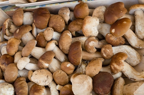 Funghi porcini
