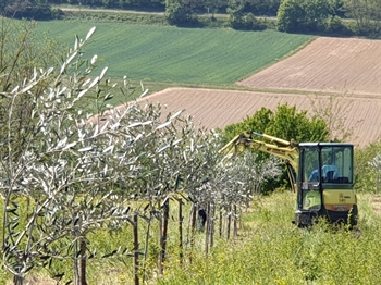 lavori in vigna