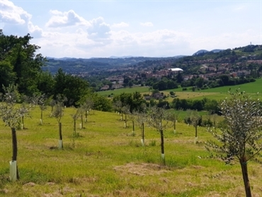 Ulivi Salsomaggiore -1