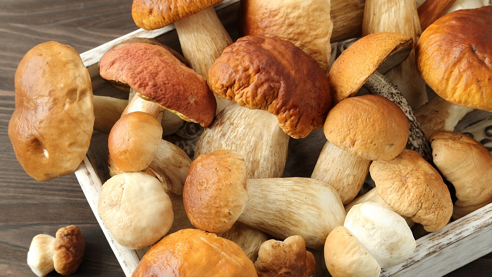 Funghi porcini 16:9