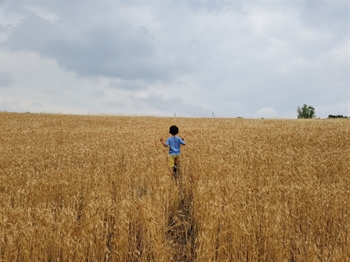 Campo di grano -2