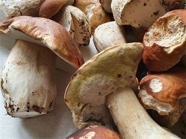 Funghi porcini 4:3 -a