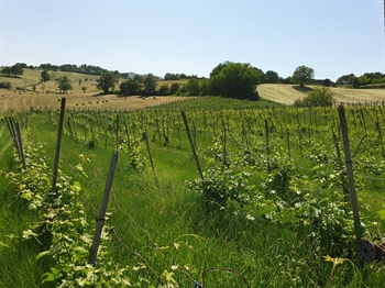 Vigna