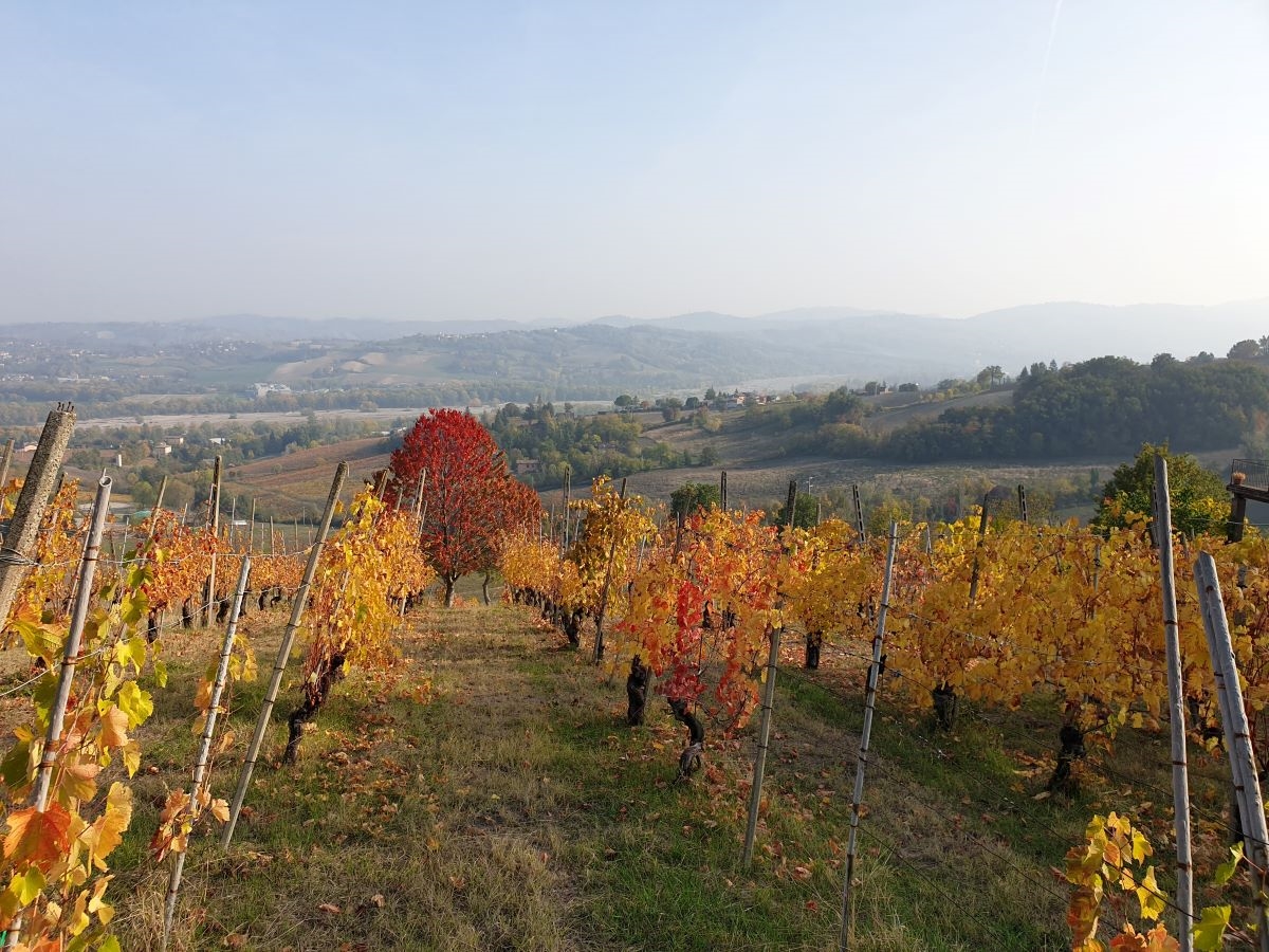 vigna autunno