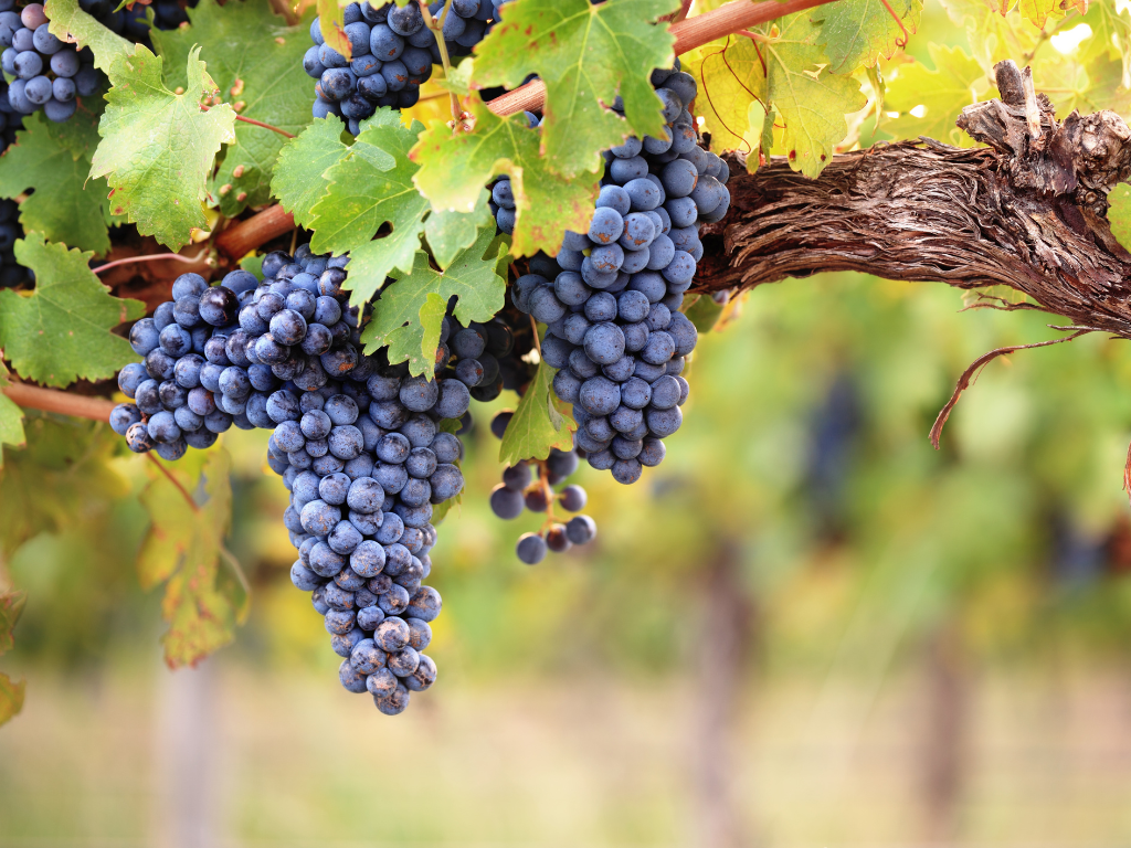 Degustazione gratuita - uva 4:3