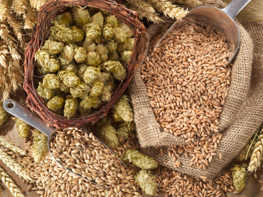 Come si fa la birra: Luppolo