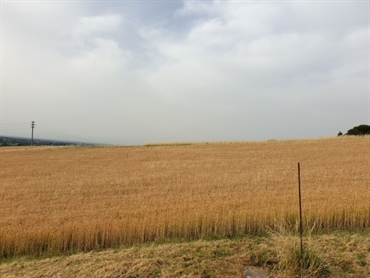 Raccolta del grano - campi