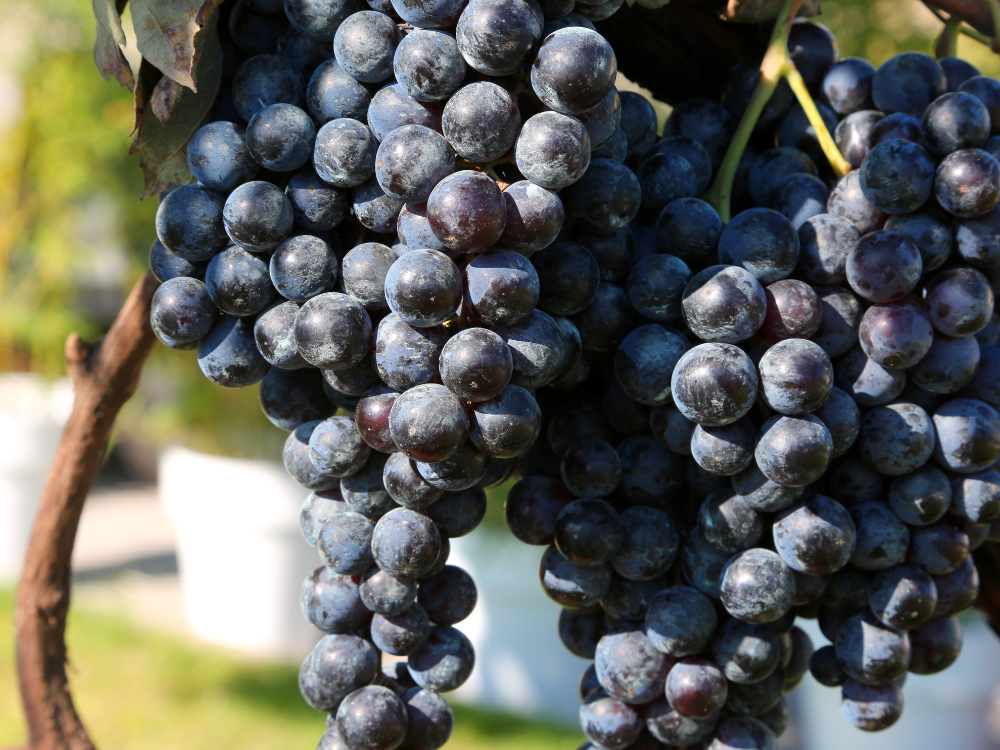 Uve di Barbera