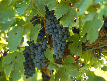Le Varietà di Lambrusco 