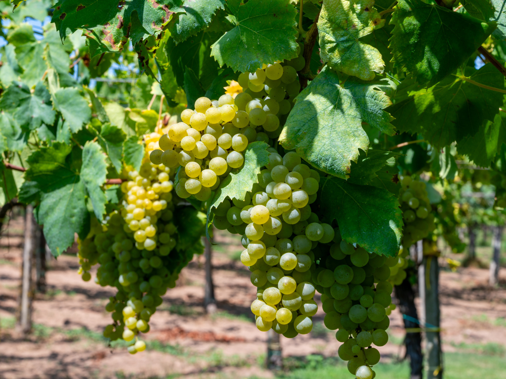 Uve di Malvasia